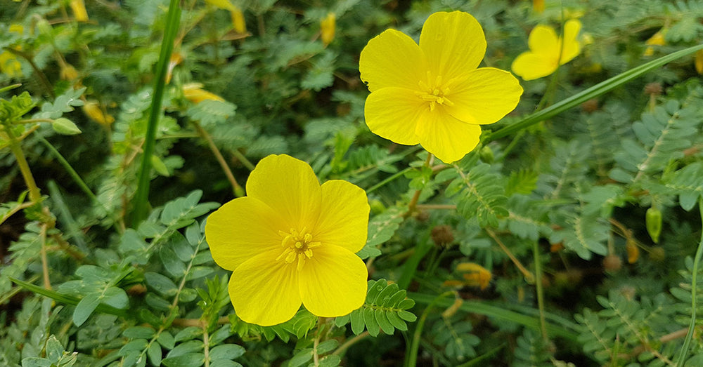 Evidence-Backed Benefits of Tribulus Terrestris