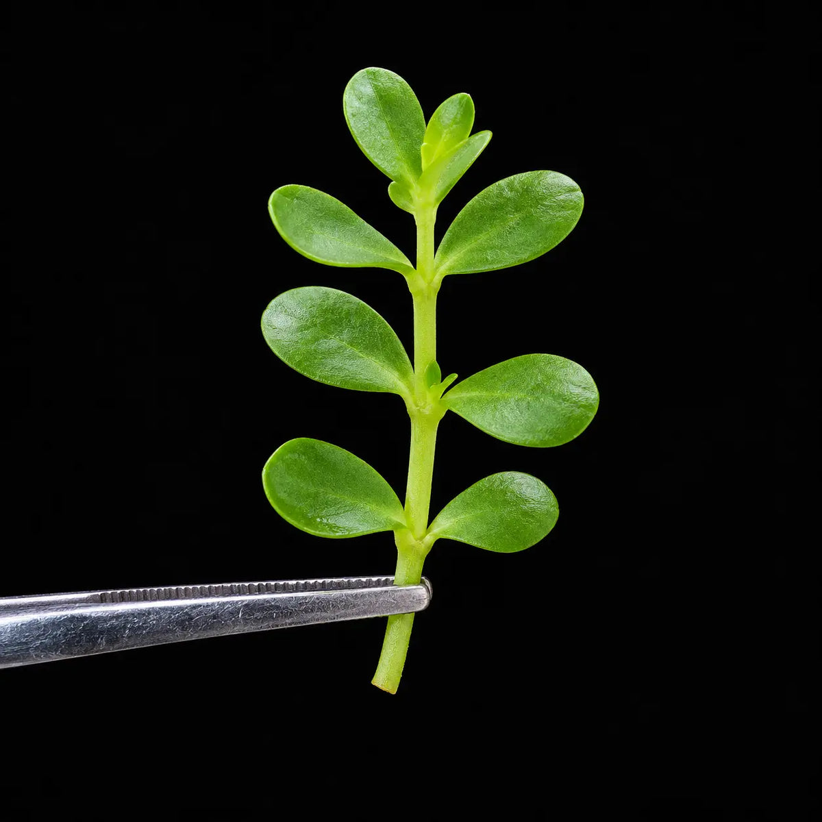 Bacopa Monnieri Extract