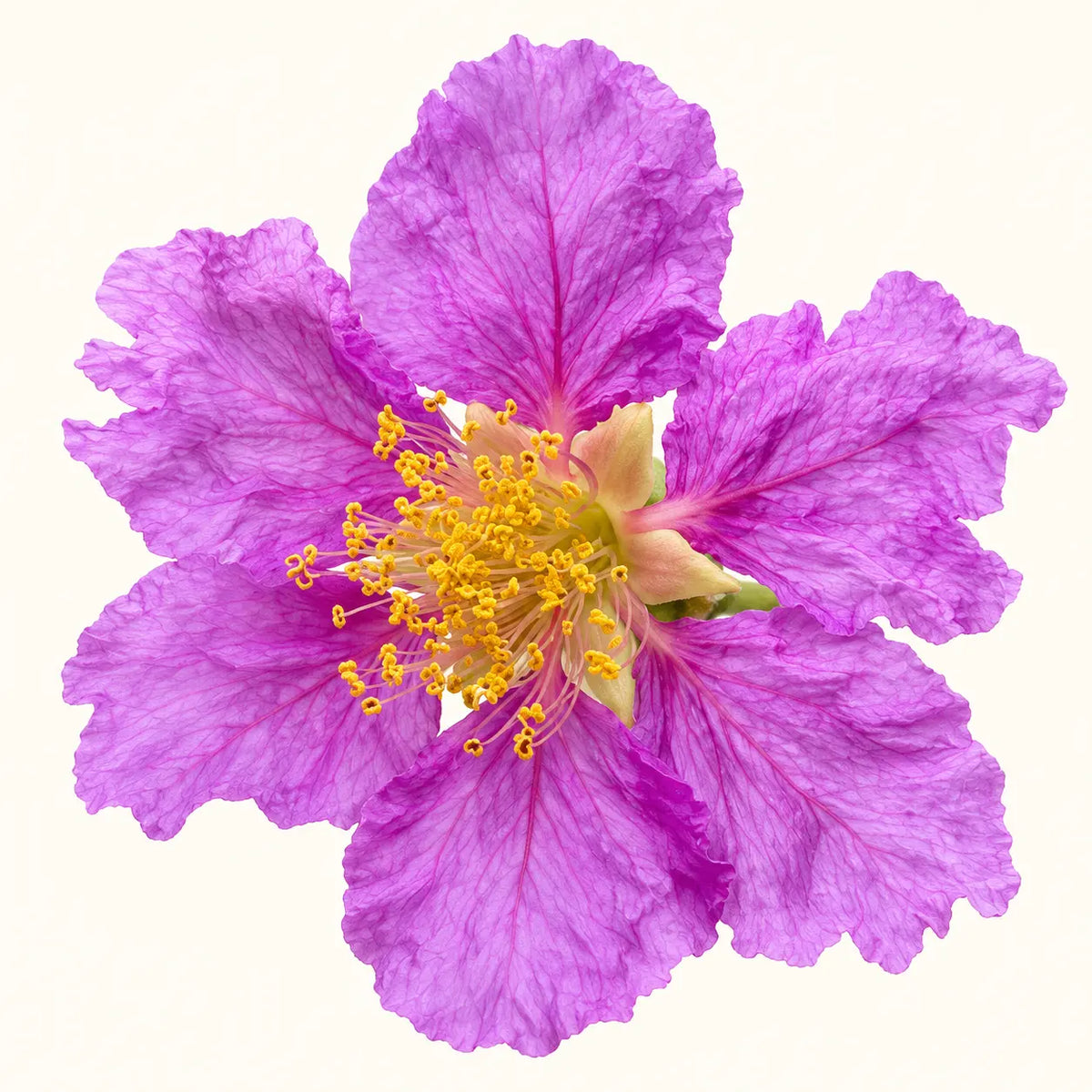 Banaba Leaf Extract (Std. to 1.5% Corosolic Acid)