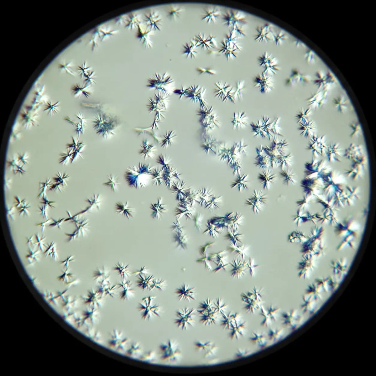 Calcium (as Calcium Citrate)