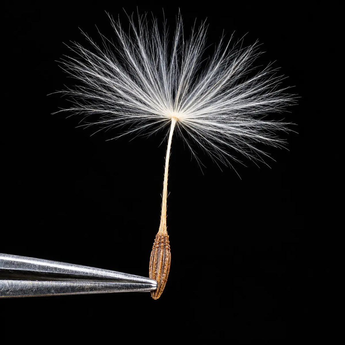 Dandelion Powder (Taraxacum officinale)