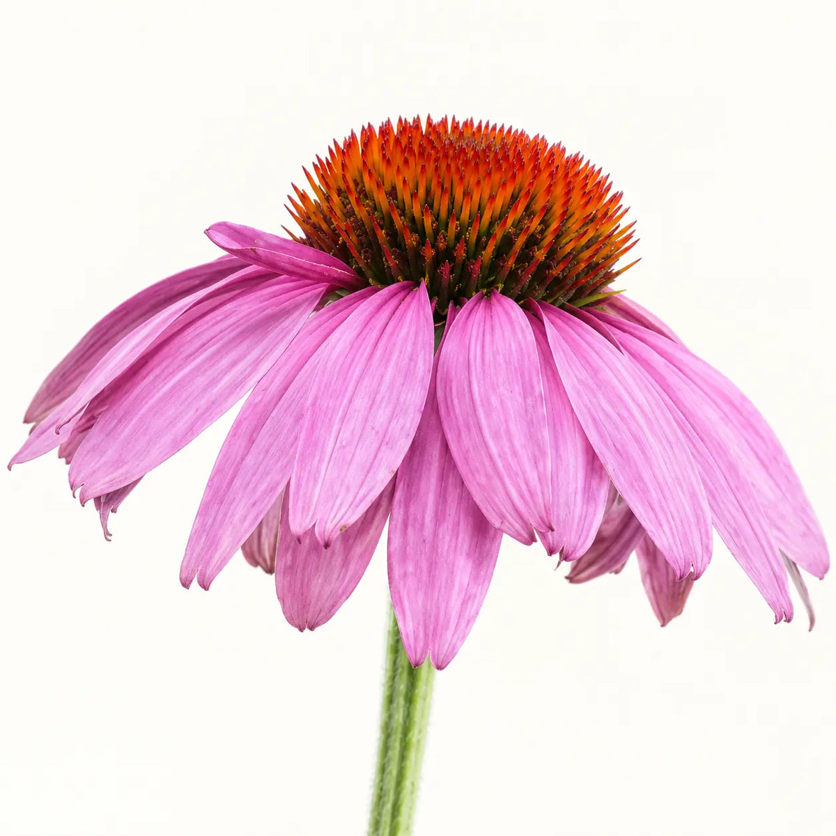 Echinacea (E.Purpurea)