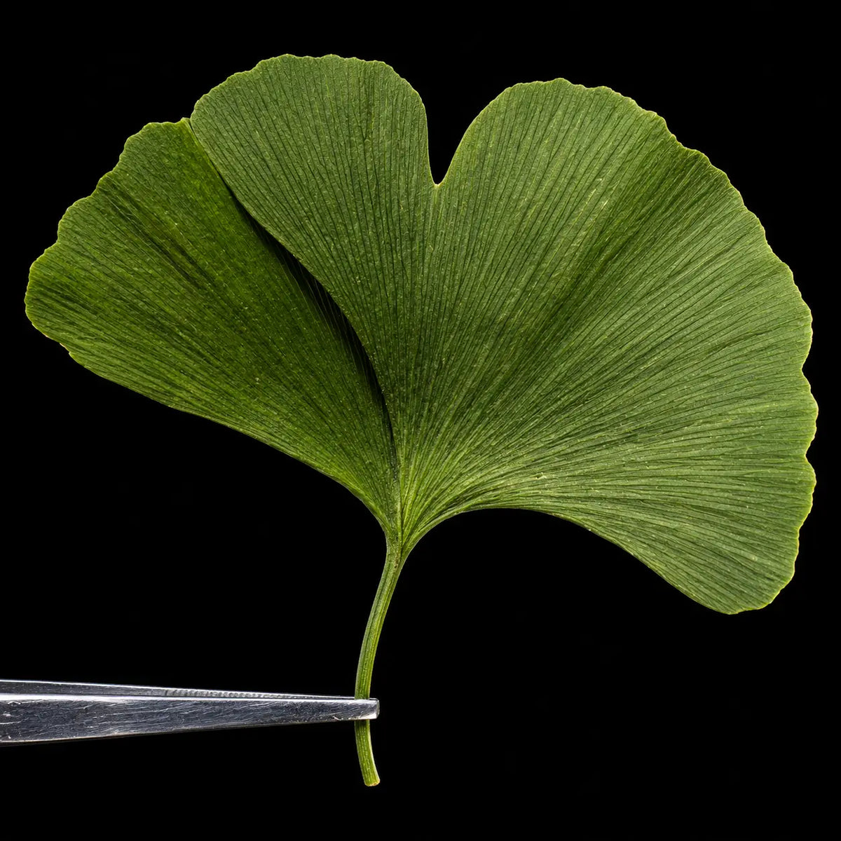 Ginkgo Biloba Extract