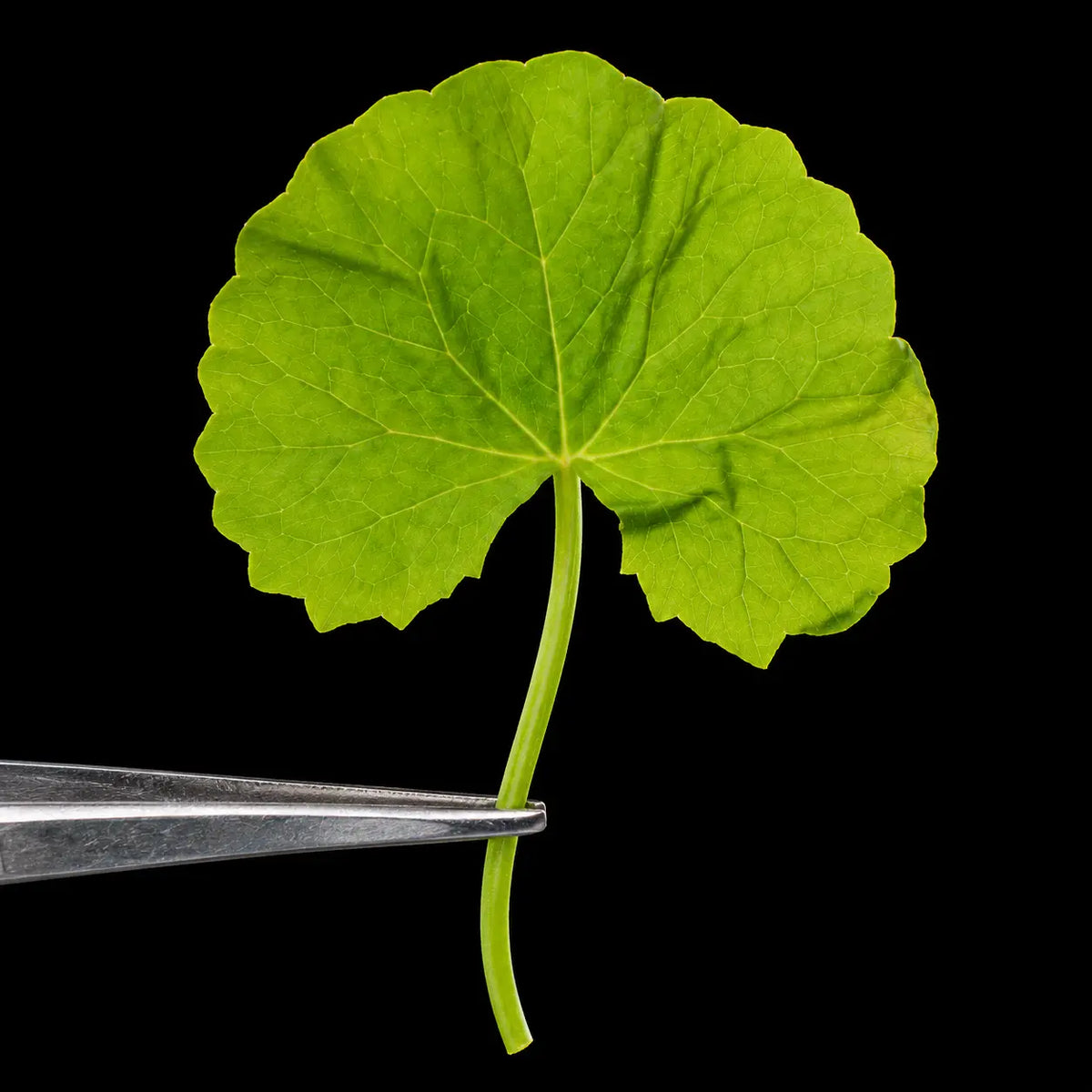 Centella Asiatica (Gotu Kola)