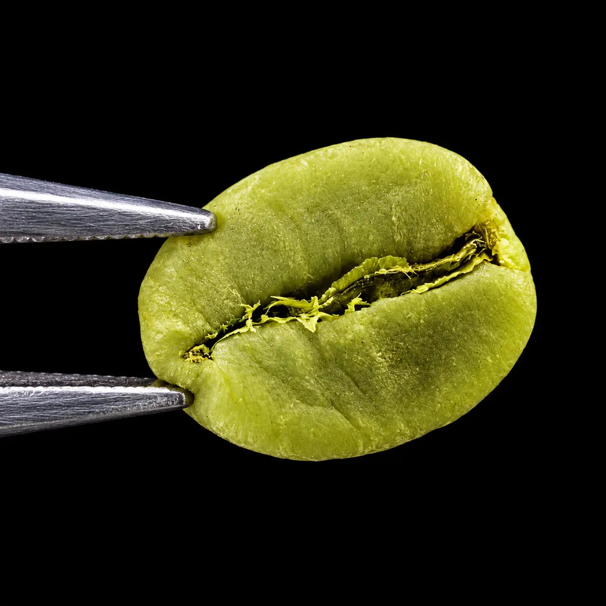 Green Coffee Extract (Coffea Arabica)