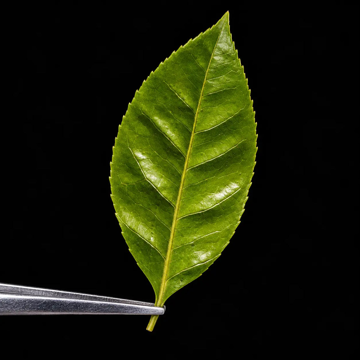 Green Tea Extract (Std. to 50% EGCG)