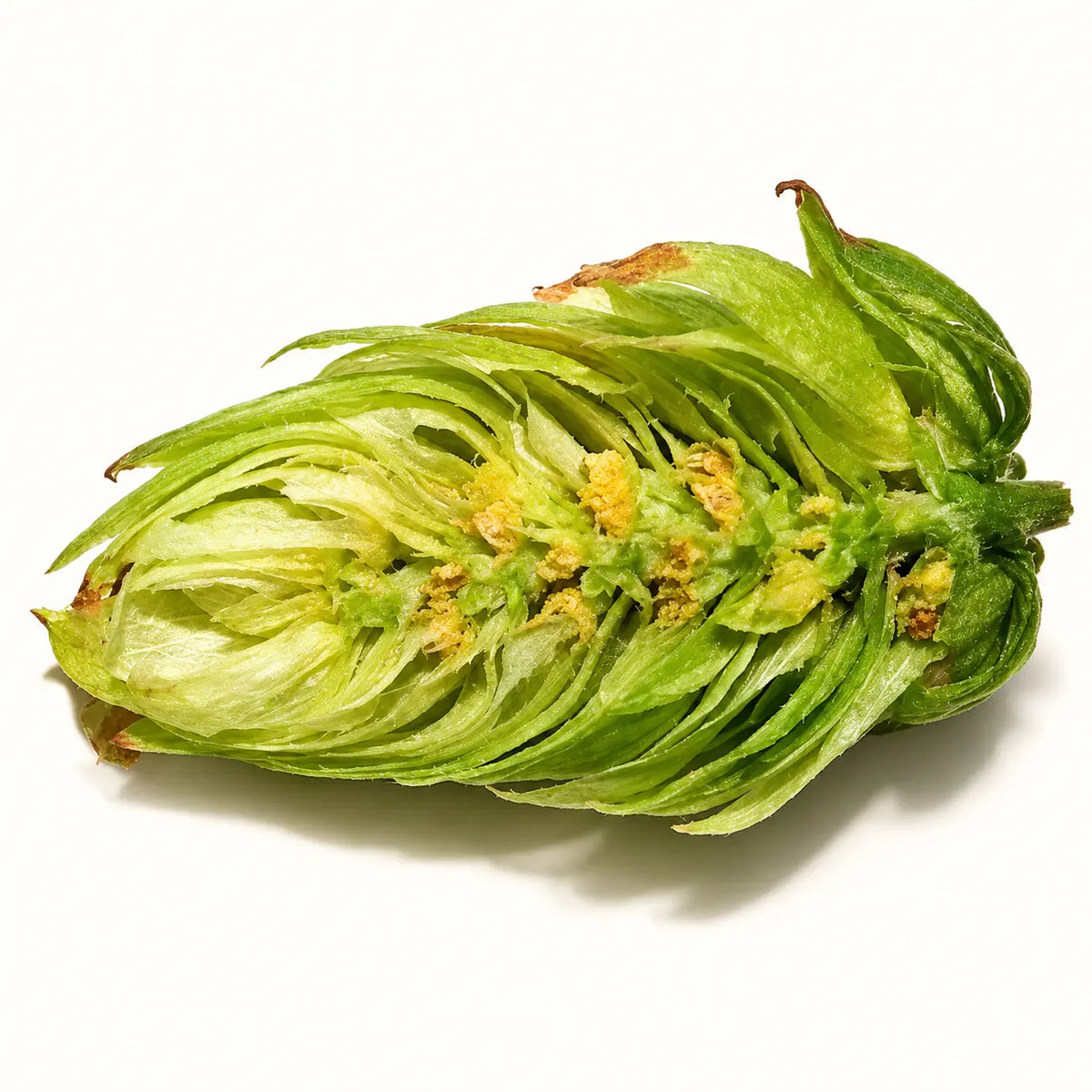 Hops