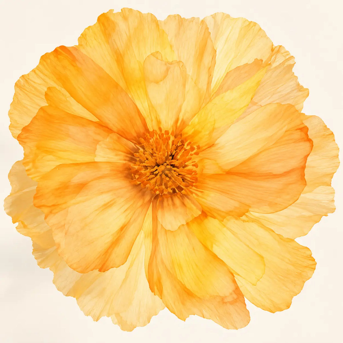 Lutein
