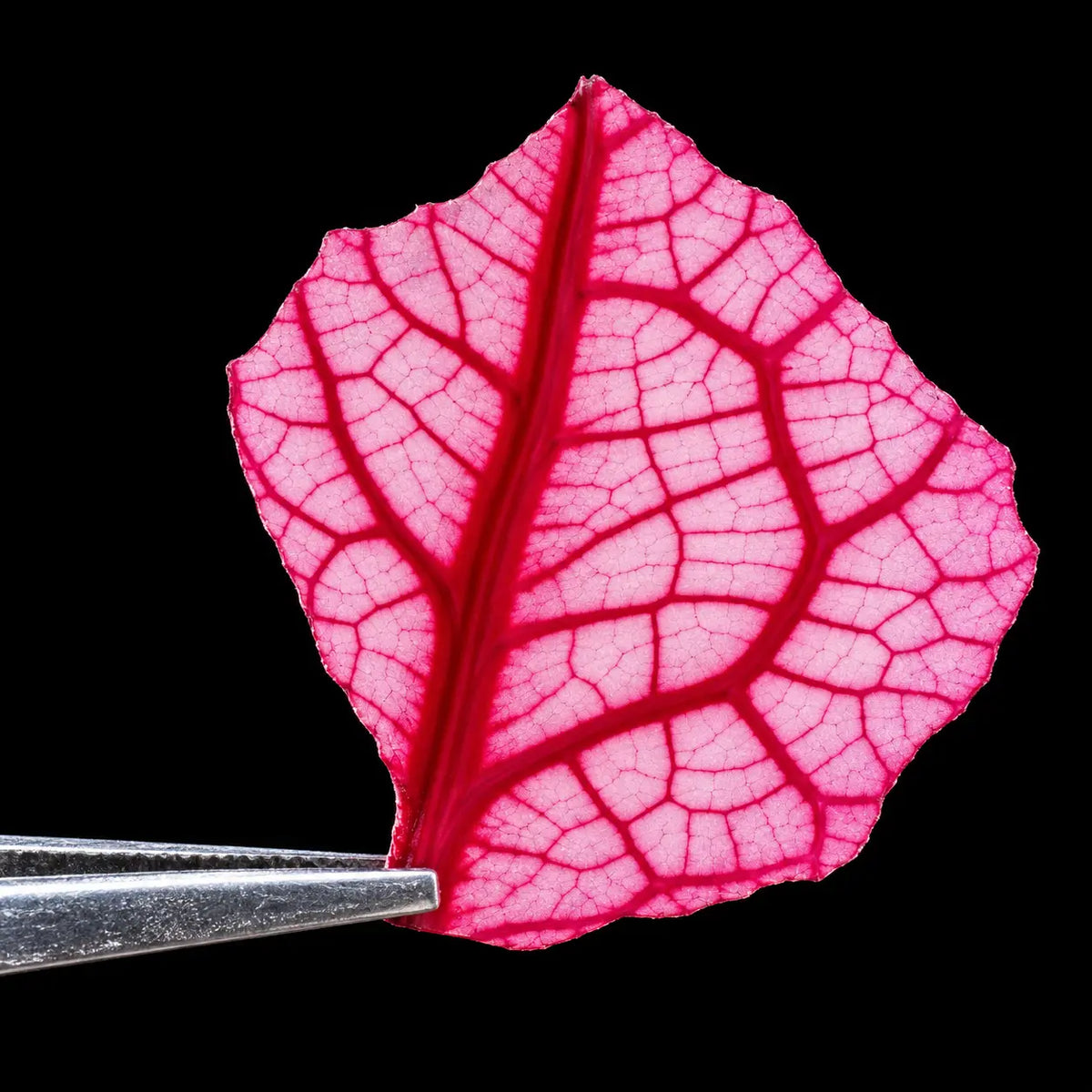 Oxystorm® Red Spinach Extract
