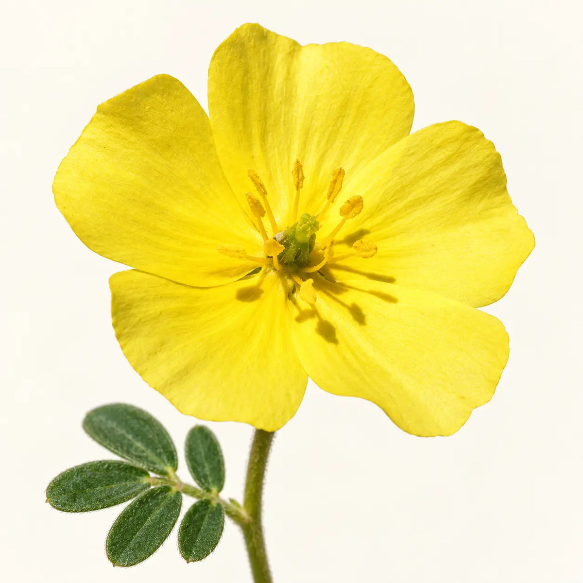Tribulus Terrestris Extract