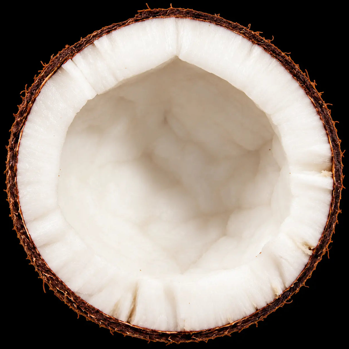 Cocos Nucifera (Coconut)