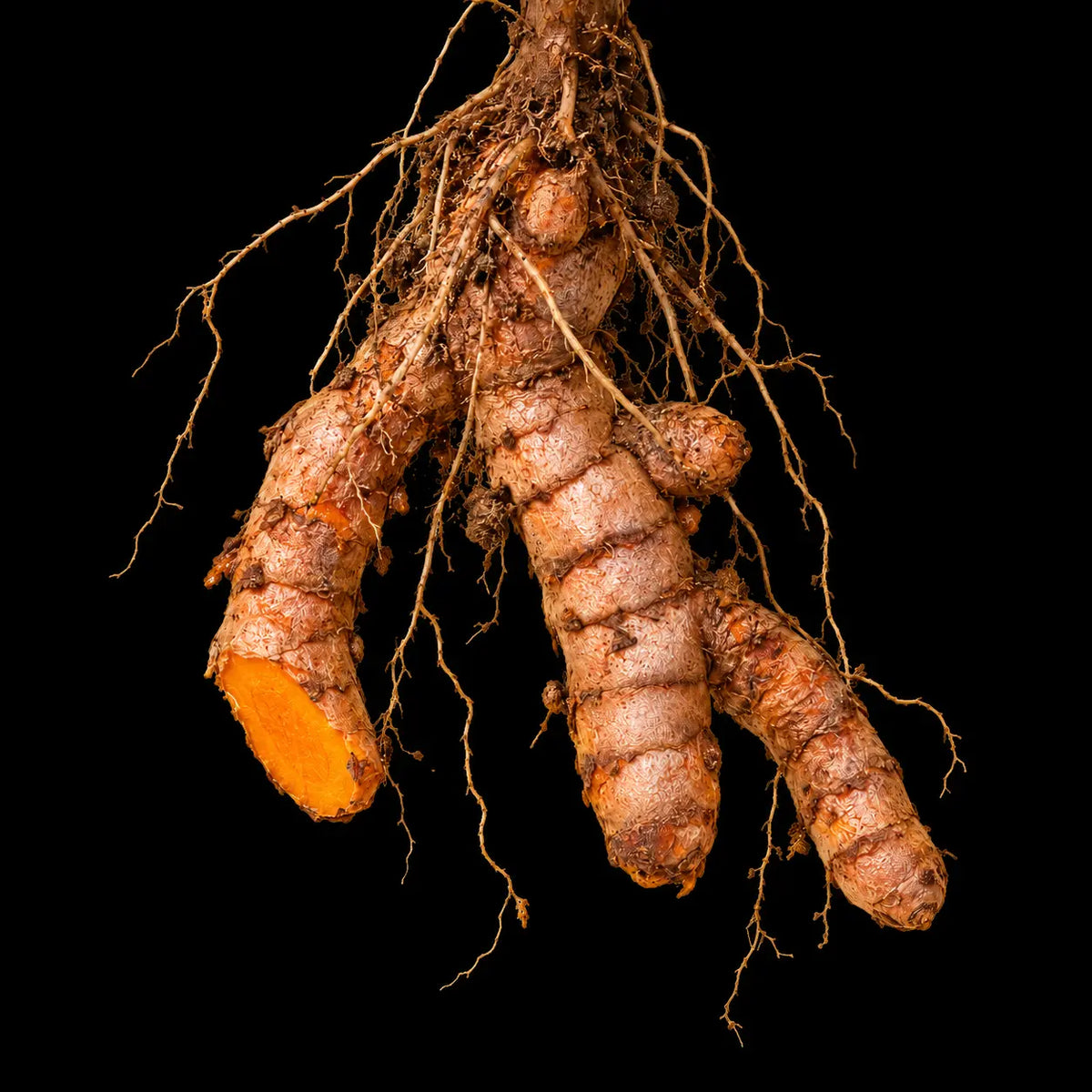 Curcuma Longa — Extract (Turmeric)