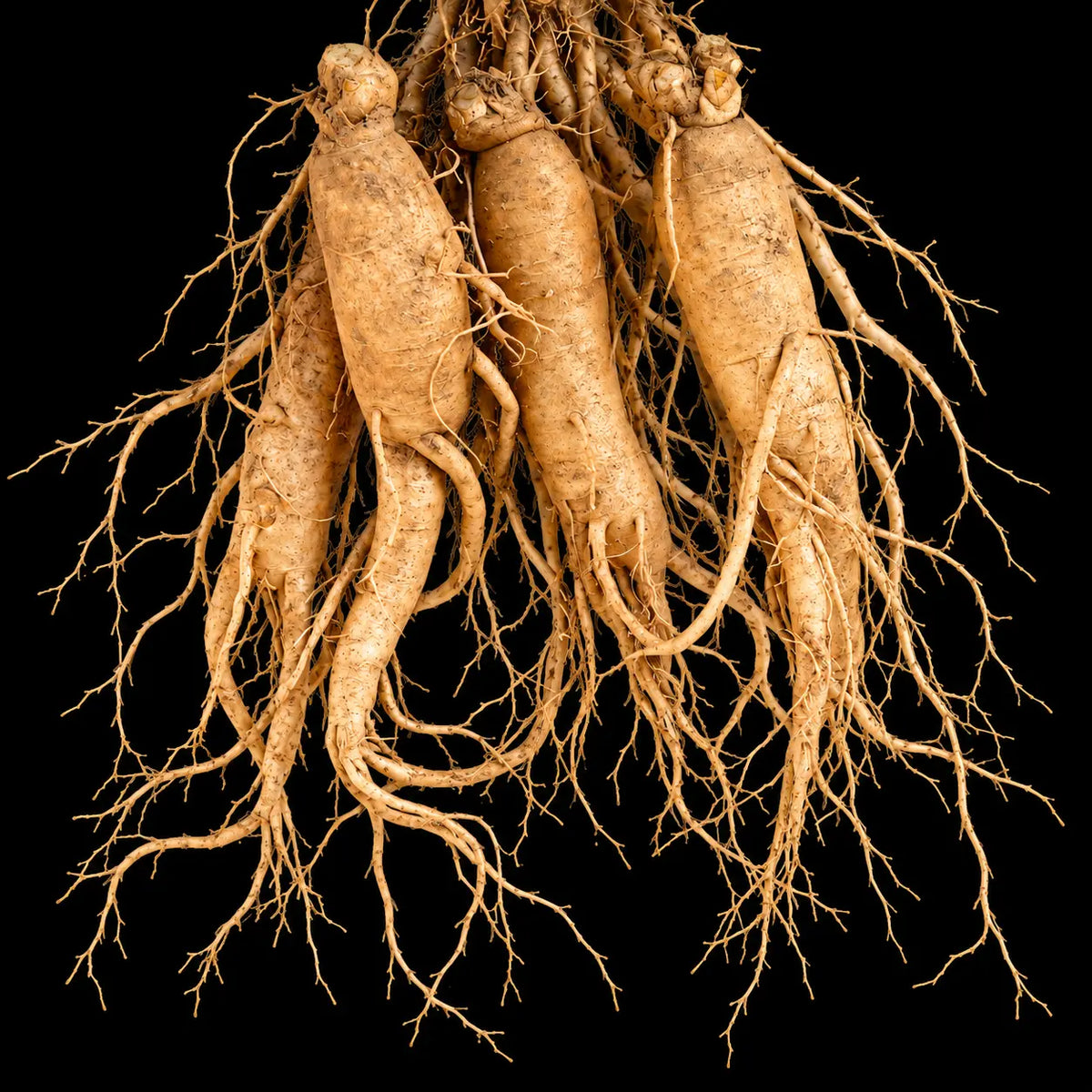 KSM-66 Ashwagandha®