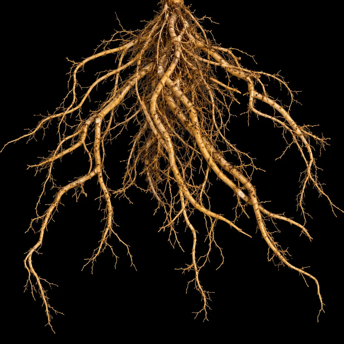 Nettle Root