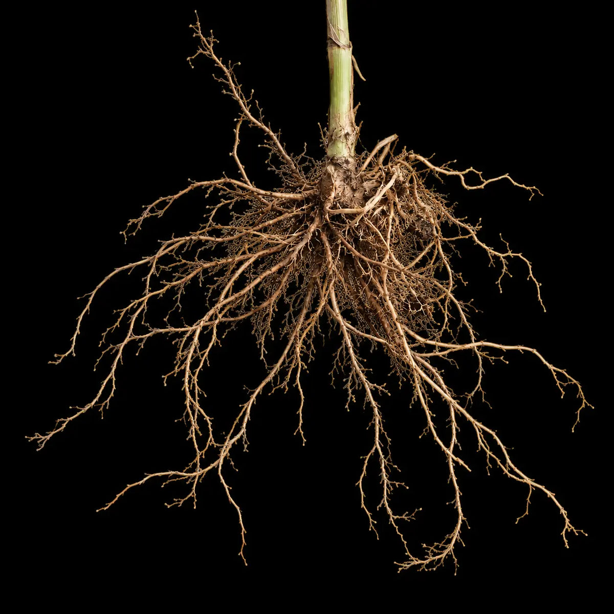 Valerian Root