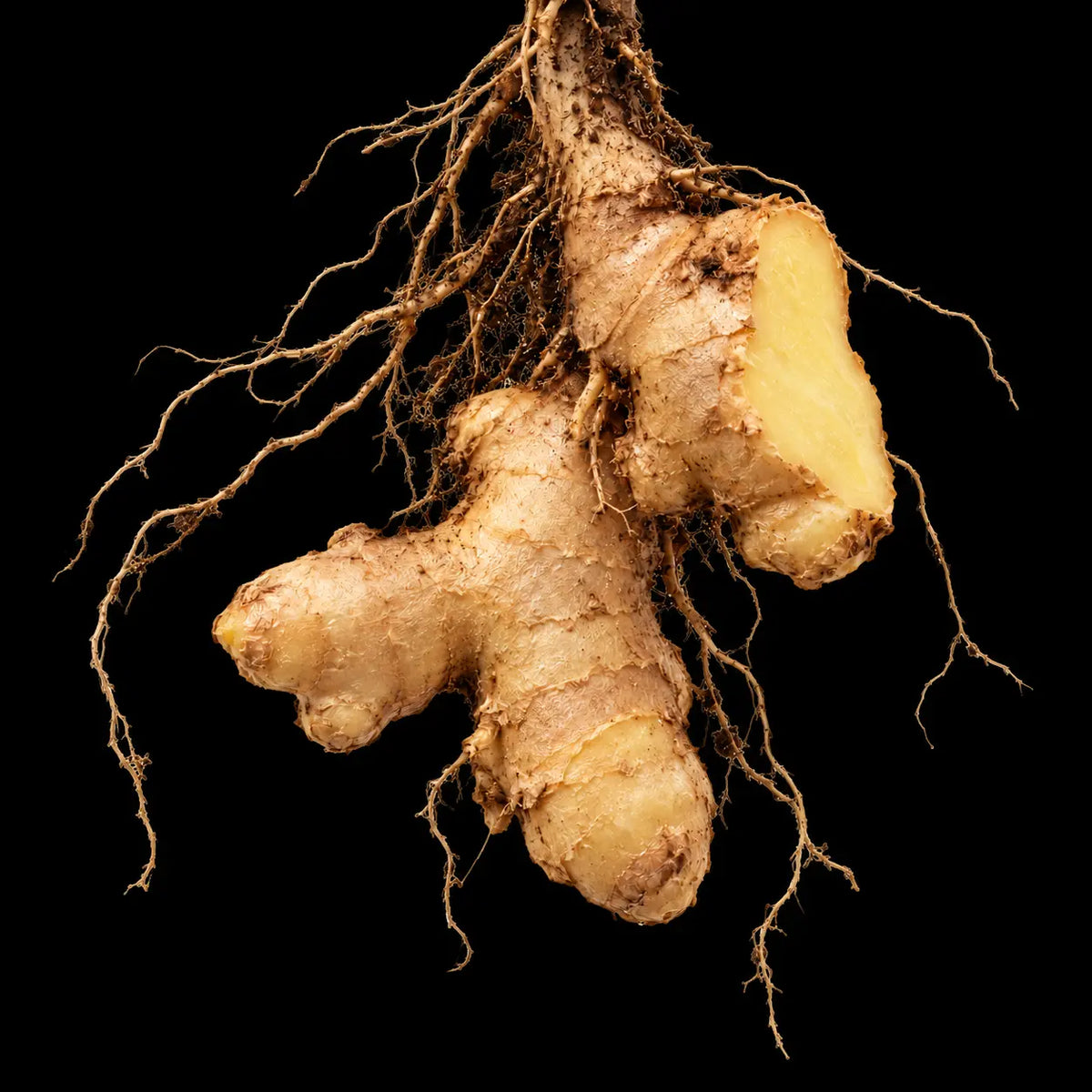 Zingiber Officinale (Ginger)